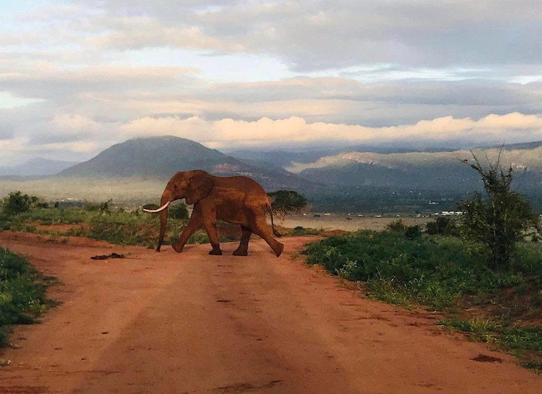 Picture 1 for Activity 3-Day From Diani Beach to Tsavo West and Tsavo East