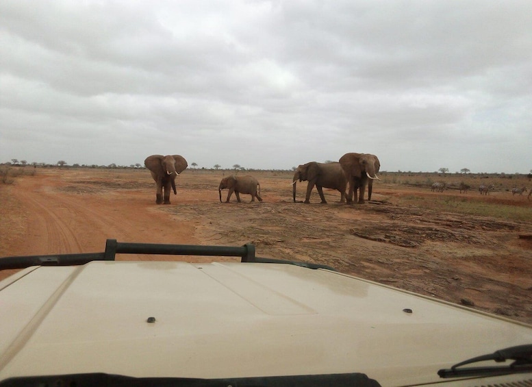 3-Day From Diani Beach to Tsavo West and Tsavo East