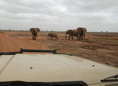 3 días desde la playa de Diani a Tsavo West y Tsavo East