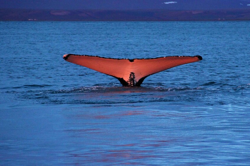 Picture 1 for Activity From Húsavík: Traditional Whale Watching Tour