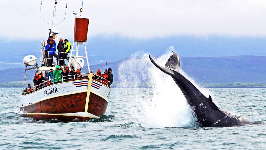 From Húsavík: Traditional Whale Watching Tour