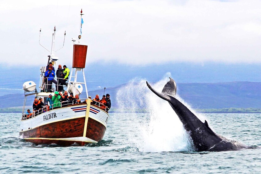 From Húsavík: Traditional Whale Watching Tour