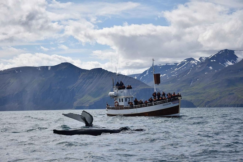 Picture 7 for Activity From Húsavík: Traditional Whale Watching Tour