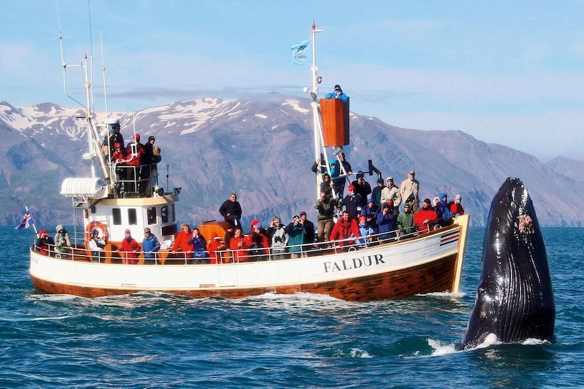 Picture 3 for Activity From Húsavík: Traditional Whale Watching Tour