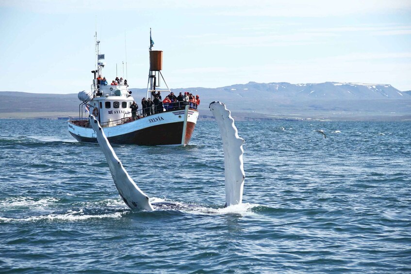 Picture 2 for Activity From Húsavík: Traditional Whale Watching Tour