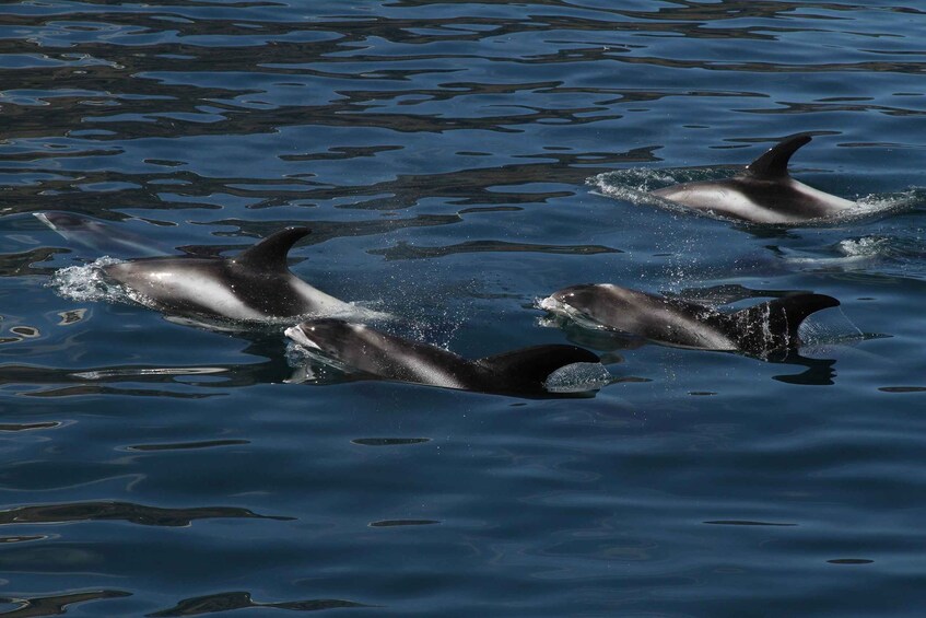 Picture 6 for Activity From Húsavík: Traditional Whale Watching Tour