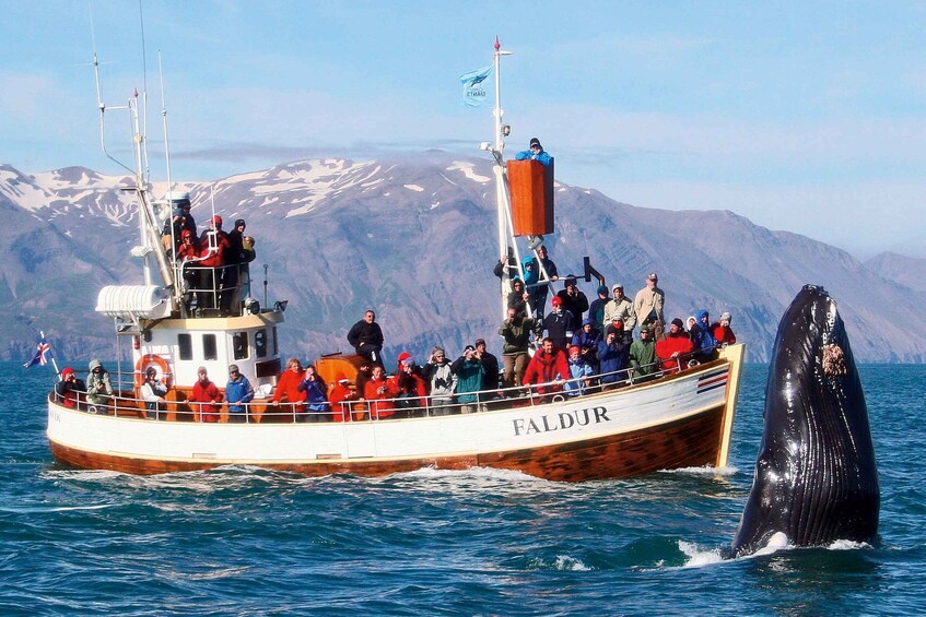 Picture 5 for Activity From Húsavík: Traditional Whale Watching Tour