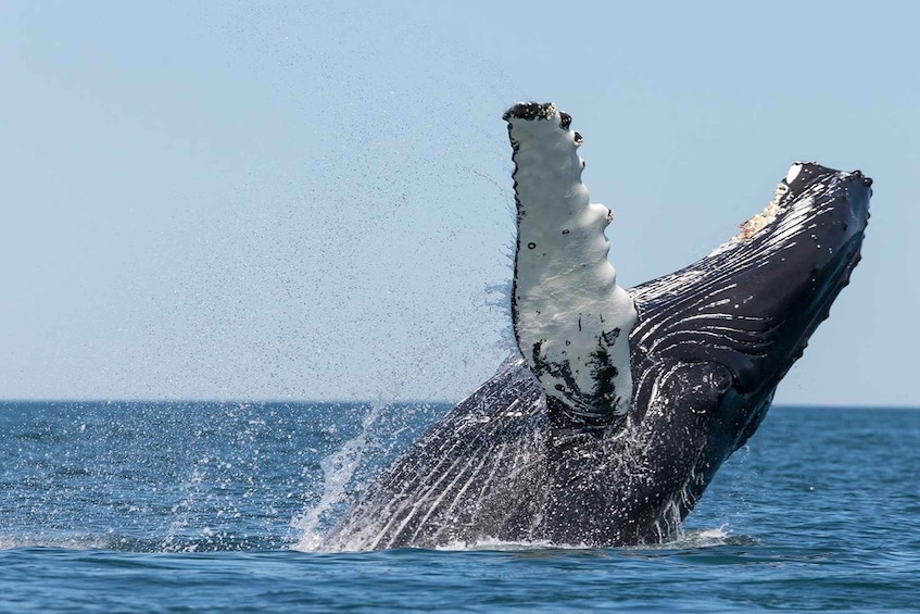 Picture 3 for Activity From Húsavík: Traditional Whale Watching Tour