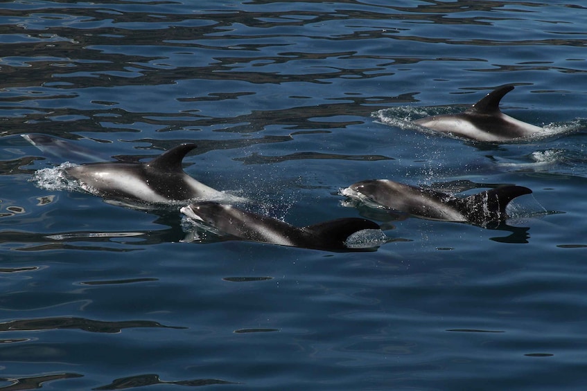 Picture 6 for Activity From Húsavík: Traditional Whale Watching Tour