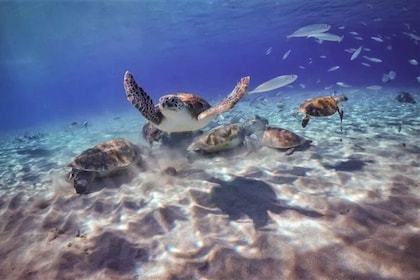 Willemstad: Turtle Watching Excursion and Snorkeling Safari