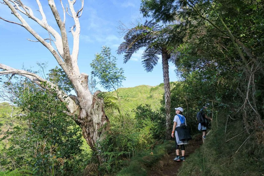 Picture 6 for Activity Group Hiking at Dimitile, Reunion Island.