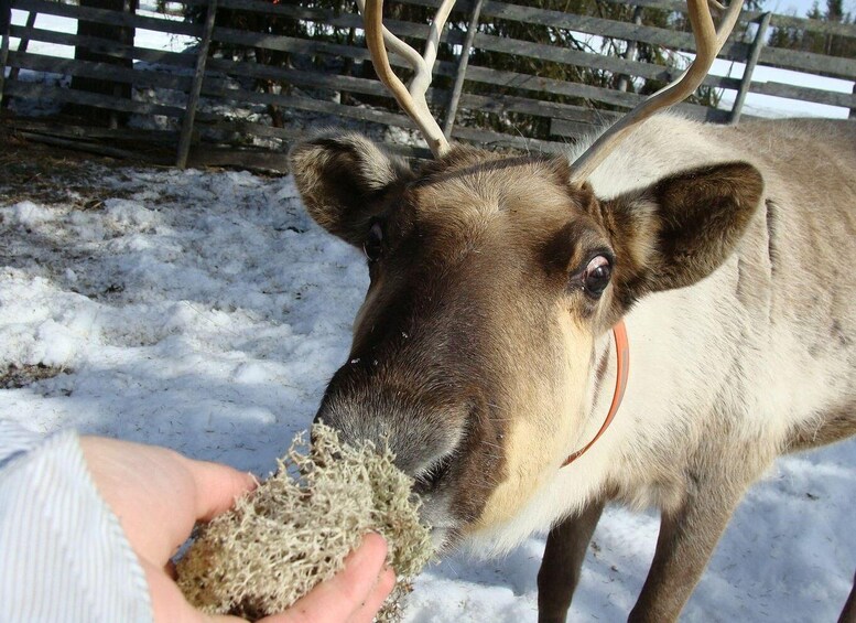 Picture 2 for Activity Rovaniemi: Traditional Reindeer Farm Visit & Sleigh Ride