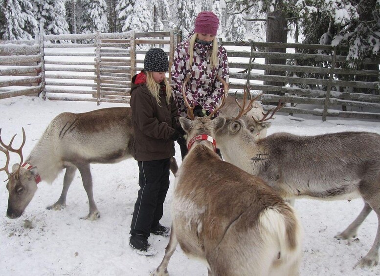 Picture 1 for Activity Rovaniemi: Traditional Reindeer Farm Visit & Sleigh Ride