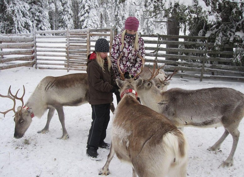 Picture 1 for Activity Rovaniemi: Traditional Reindeer Farm Visit & Sleigh Ride