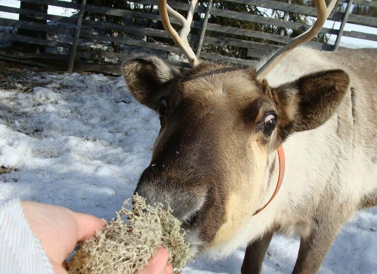 Picture 2 for Activity Rovaniemi: Traditional Reindeer Farm Visit & Sleigh Ride