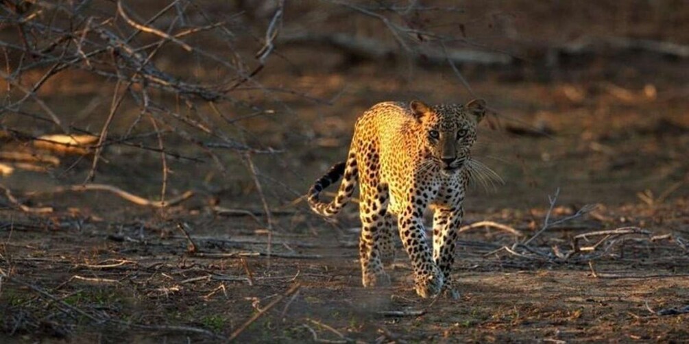 Picture 1 for Activity Yala: Night Drive in Yala National Park Buffer Zone!