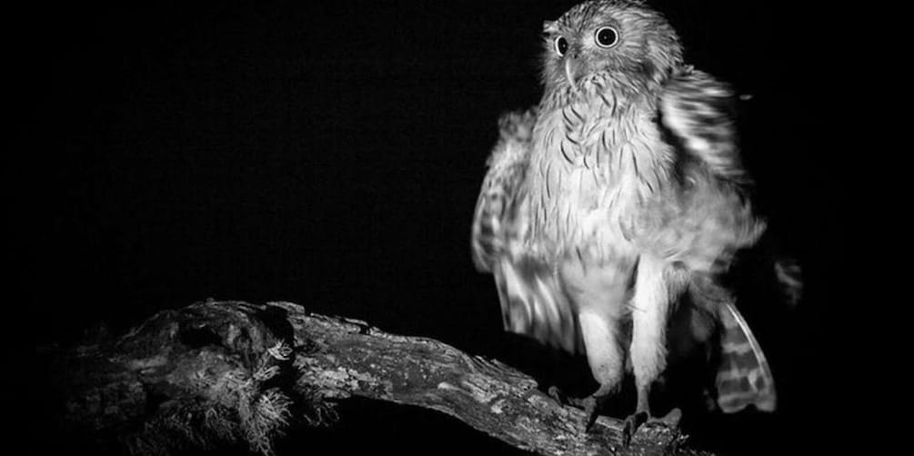 Picture 3 for Activity Yala: Night Drive in Yala National Park Buffer Zone!