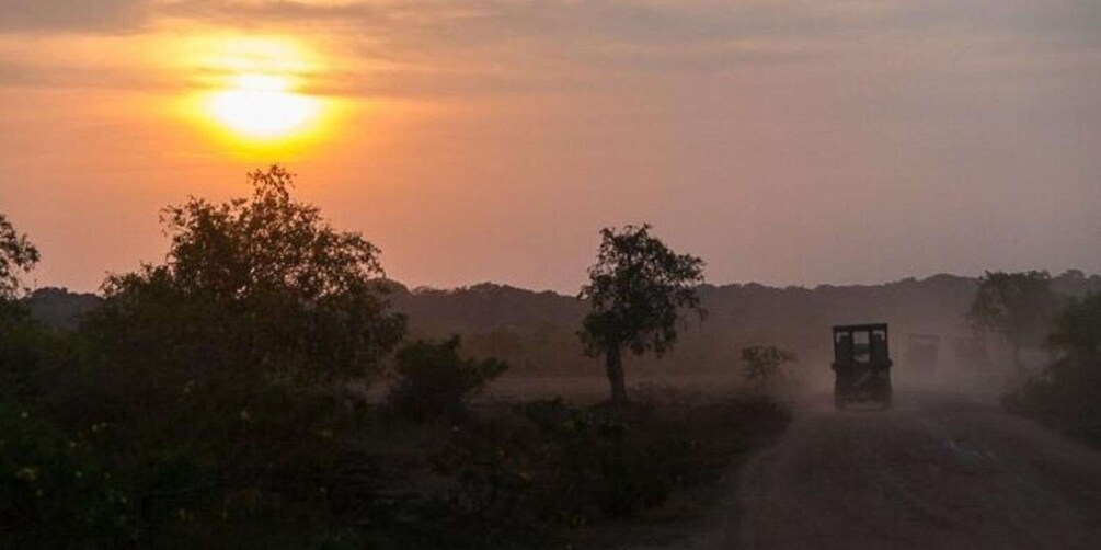 Picture 4 for Activity Yala: Night Drive in Yala National Park Buffer Zone!