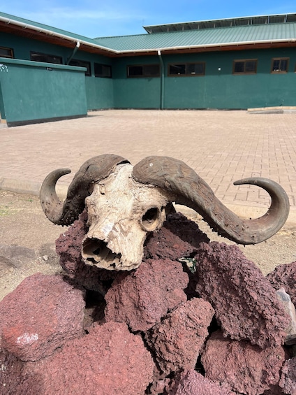 Picture 21 for Activity From Zanzibar: Private 4-Day Serengeti & Ngorongoro Safari