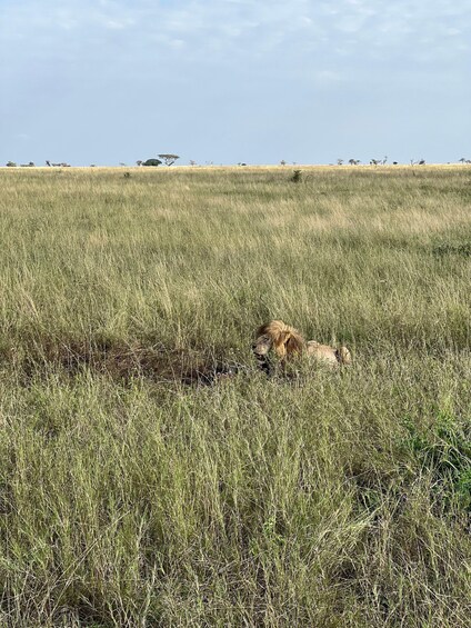 Picture 16 for Activity From Zanzibar: Private 4-Day Serengeti & Ngorongoro Safari