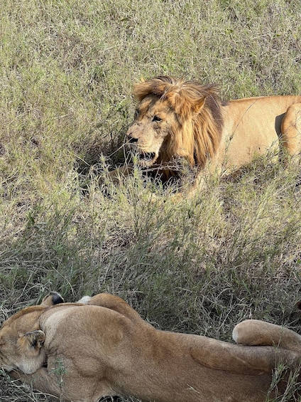 Picture 2 for Activity From Zanzibar: Private 4-Day Serengeti & Ngorongoro Safari