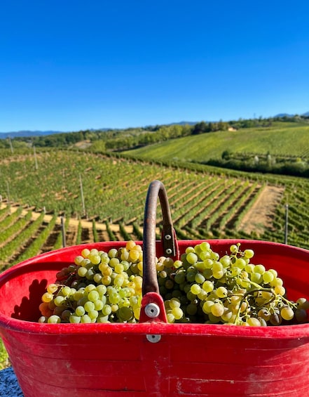 Picture 7 for Activity Tenuta San Lorenzo: classic wine tasting and winery tour