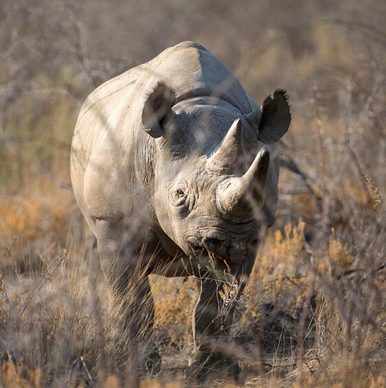 Picture 3 for Activity 7-Day Big Five Safari in Northern Tanzania