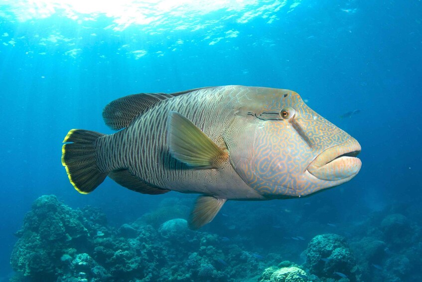 Picture 5 for Activity Cairns Great Barrier Reef: Snorkel Day Trip