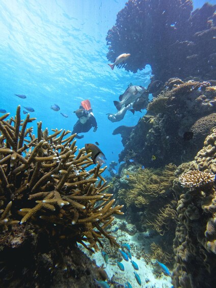 Cairns Great Barrier Reef: Snorkel Day Trip