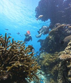 Cairns Great Barrier Reef: Snorkel Day Trip