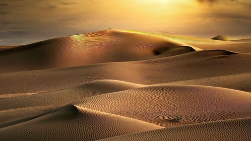 Depuis Agadir/Taghazout : dunes de sable du Sahara avec transfert