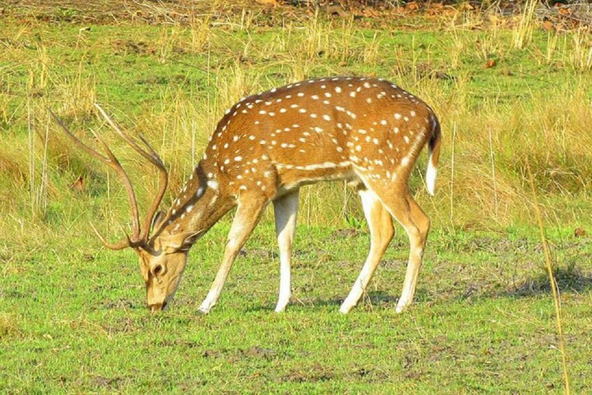 Picture 7 for Activity From Kathmandu: 3-Day Chitwan National Park Tour