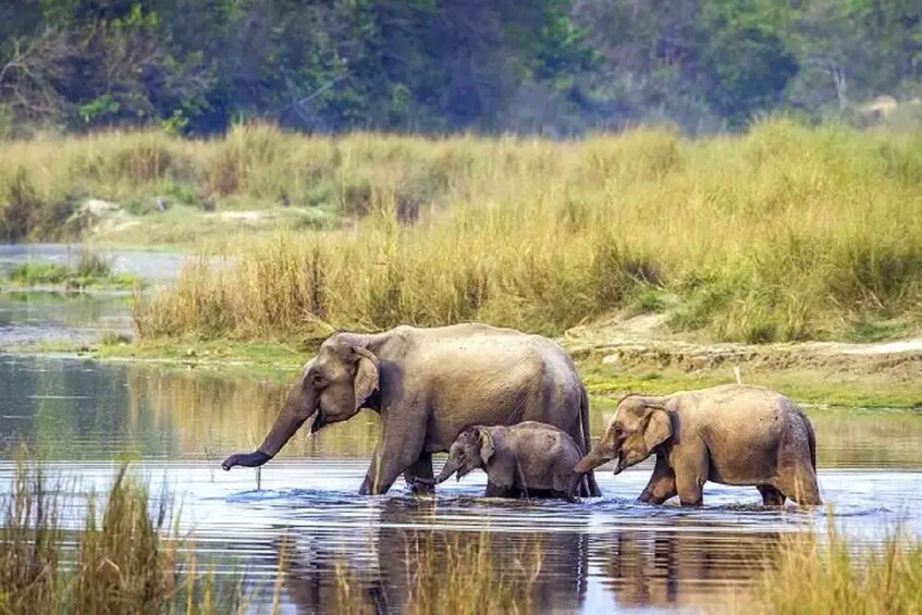 Picture 4 for Activity From Kathmandu: 3-Day Chitwan National Park Tour