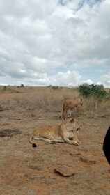 อุทยานแห่งชาติทะเลสาบ Nakuru จากไนโรบี