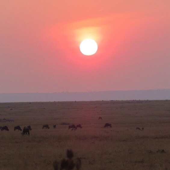Picture 35 for Activity Lake Nakuru National Park from Nairobi