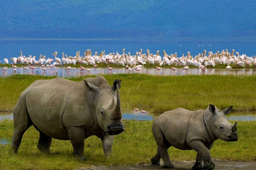 Picture 5 for Activity Lake Nakuru National Park from Nairobi