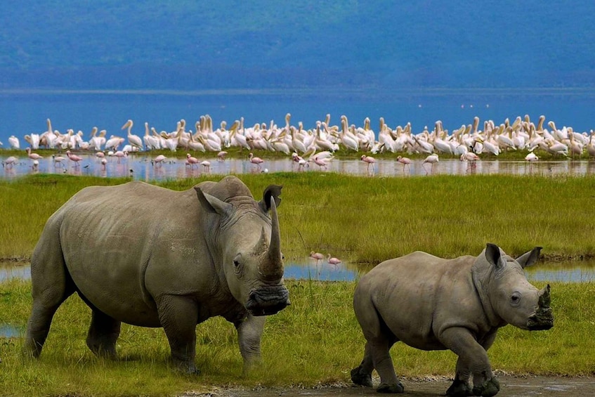 Picture 5 for Activity Lake Nakuru National Park from Nairobi