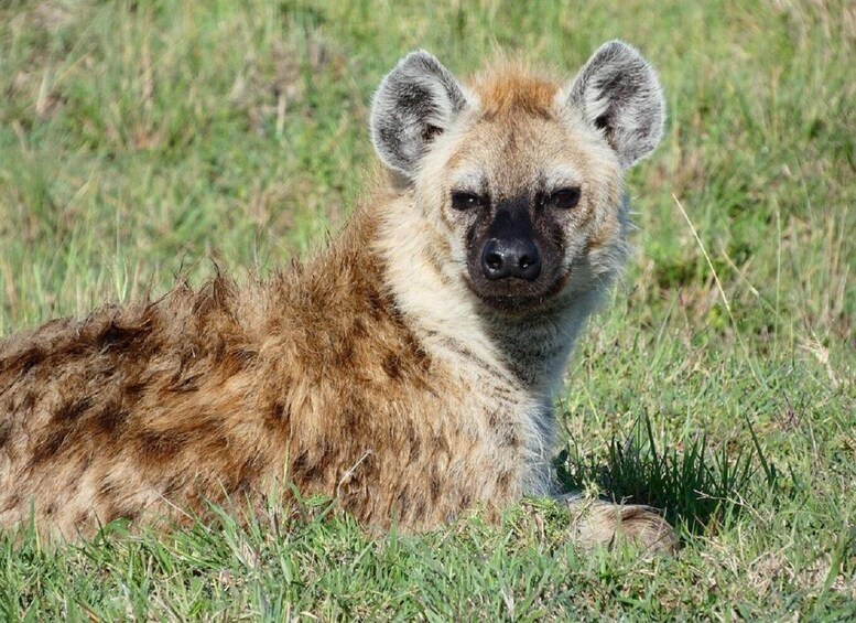 Picture 8 for Activity Lake Nakuru National Park from Nairobi