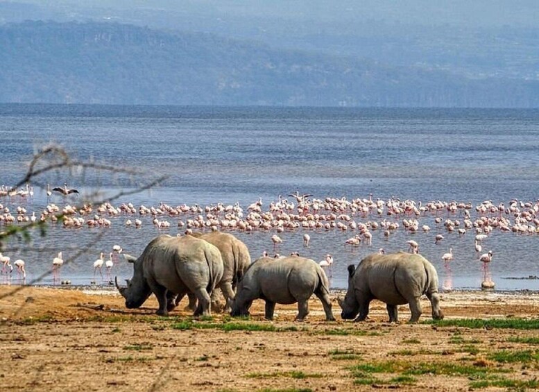 Picture 14 for Activity Lake Nakuru National Park from Nairobi
