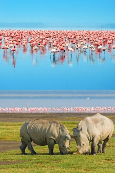 Picture 16 for Activity Lake Nakuru National Park from Nairobi