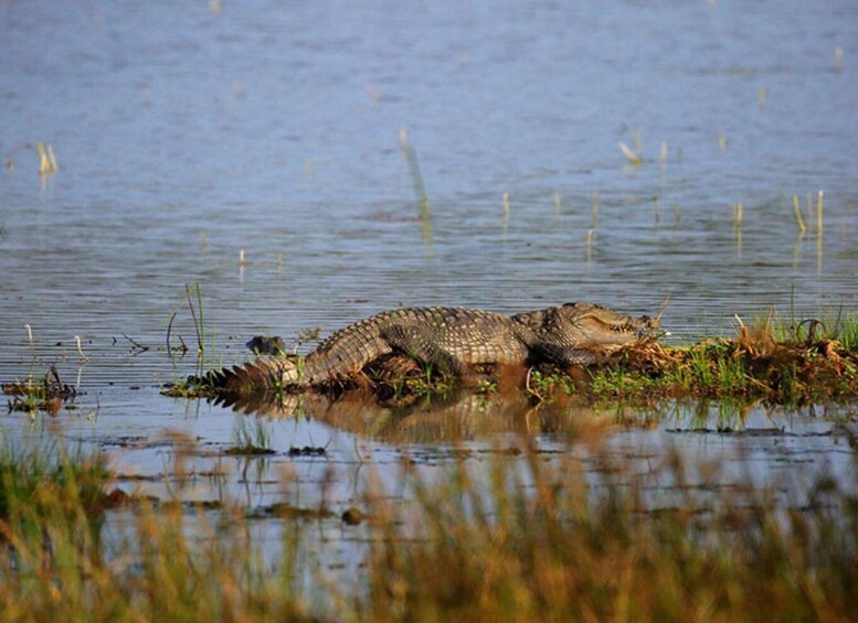 Picture 3 for Activity Hambantota Harbor: Safari at Lunugamvehera National Park