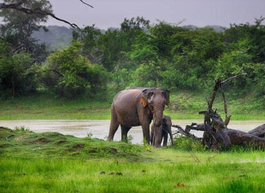 Hambantota Harbor : Safari au parc national de Lunugamvehera