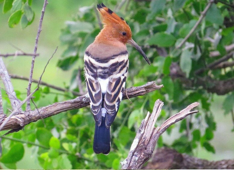 Picture 2 for Activity Hambantota Harbor: Safari at Lunugamvehera National Park