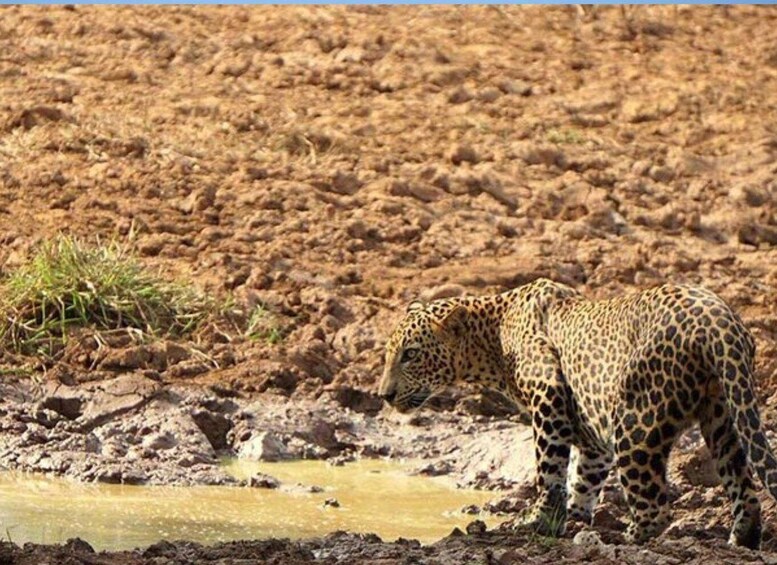 Picture 1 for Activity Hambantota Harbor: Safari at Lunugamvehera National Park