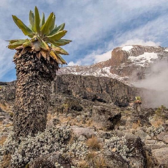 Picture 3 for Activity Climbing Mt. Kilimanjaro via Marangu route 6 days