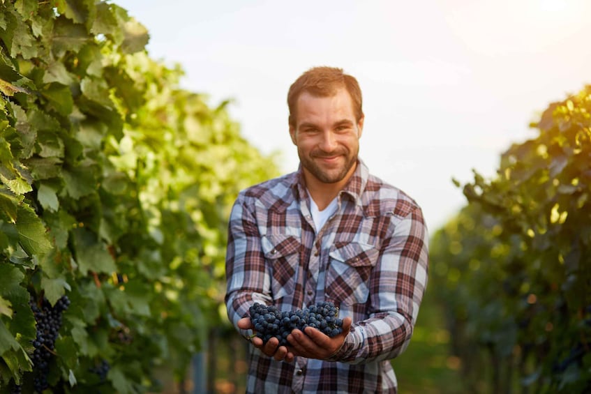 Picture 4 for Activity Cáceres: Winery Tour and Wine Tasting with Local Guide