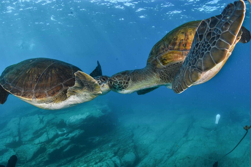 Picture 1 for Activity Costa Adeje: Snorkeling Private Lesson for Begginers