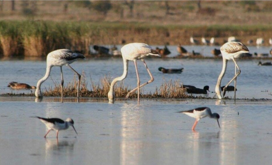 Picture 11 for Activity Faro: Ria Formosa Guided Sunset Tour by Catamaran