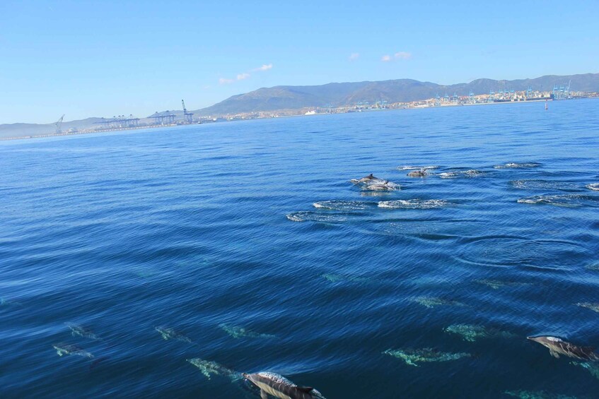 Picture 3 for Activity Bay of Gibraltar: Dolphin Cruise