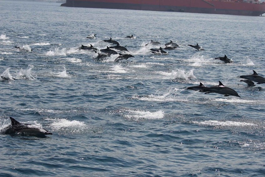 Picture 5 for Activity Bay of Gibraltar: Dolphin Cruise